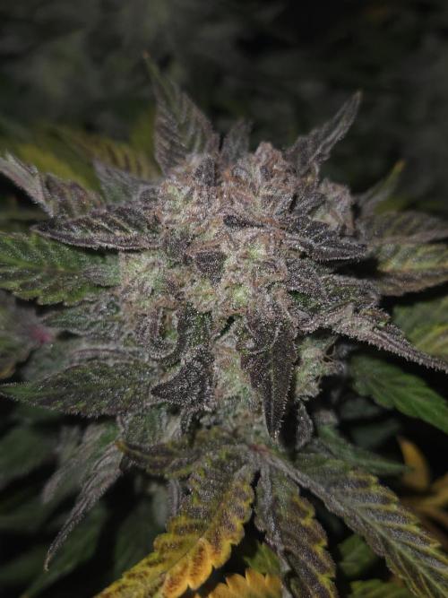 Air Kush by Adonhusa Genetics. Week 14