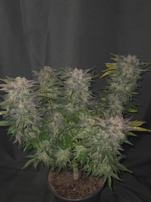 Air Kush by Adonhusa Genetics. Week 14