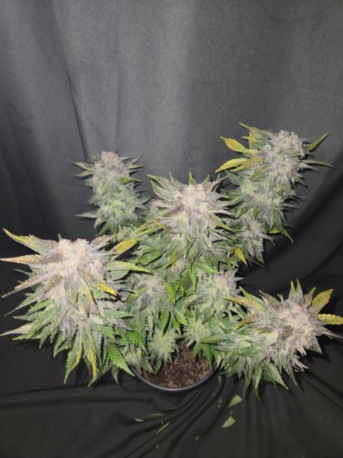 Air Kush by Adonhusa Genetics. Week 14