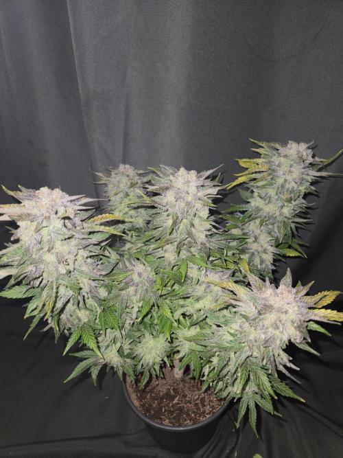 Air Kush by Adonhusa Genetics. Week 14