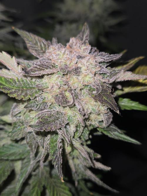 Air Kush by Adonhusa Genetics. Week 14