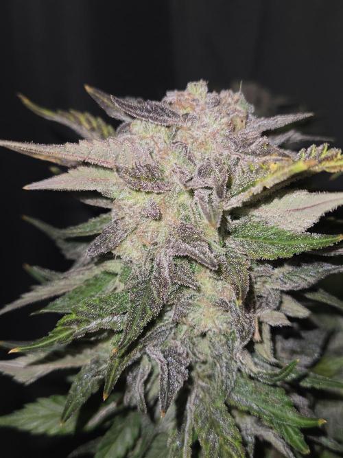 Air Kush by Adonhusa Genetics. Week 14