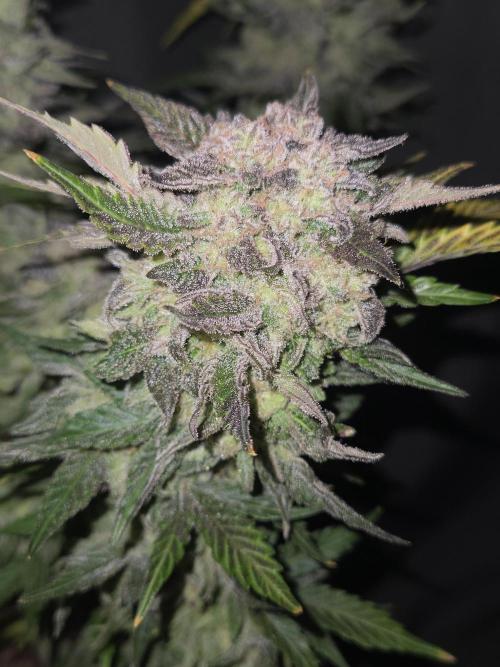 Air Kush by Adonhusa Genetics. Week 14