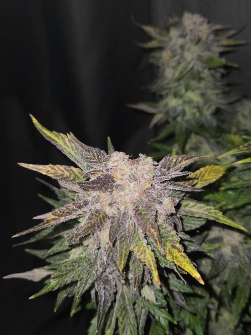 Air Kush by Adonhusa Genetics. Week 14