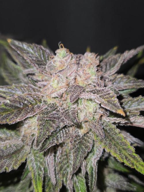 Air Kush by Adonhusa Genetics. Week 14