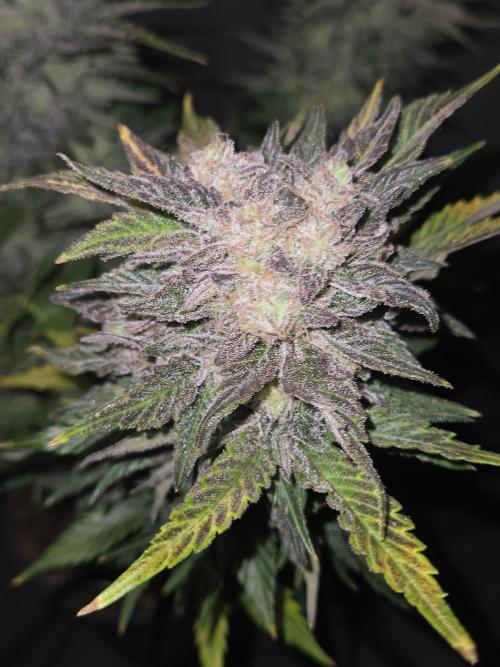 Air Kush by Adonhusa Genetics. Week 14