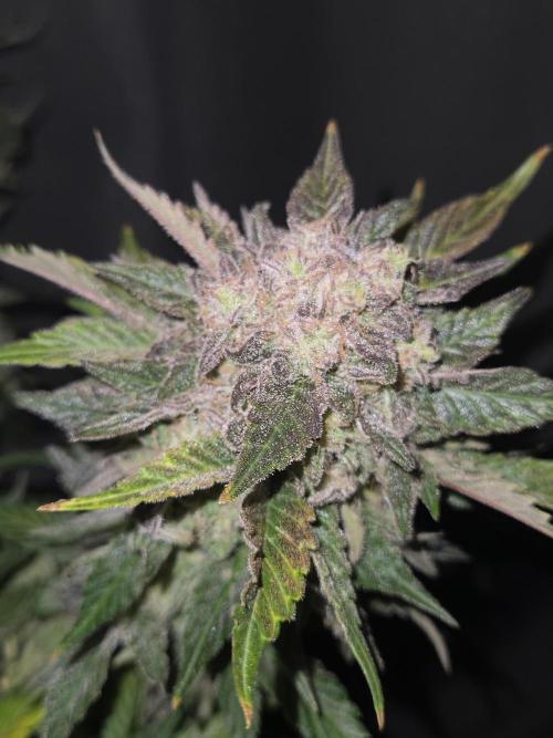 Air Kush by Adonhusa Genetics. Week 14