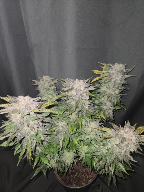 Air Kush by Adonhusa Genetics. Week 14