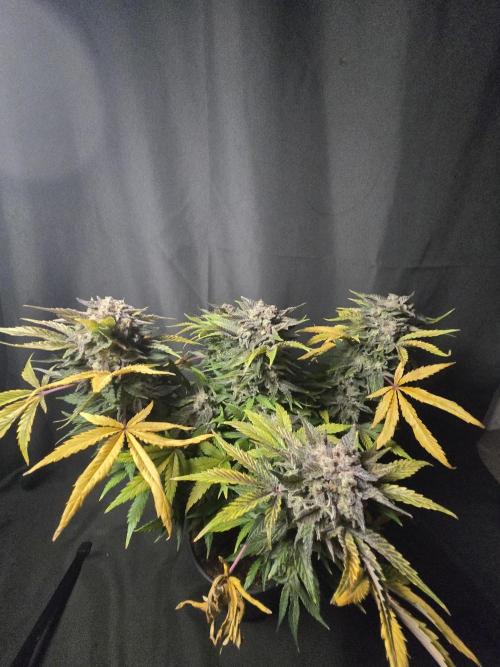 Air Kush by Adonhusa Genetics. Week 14