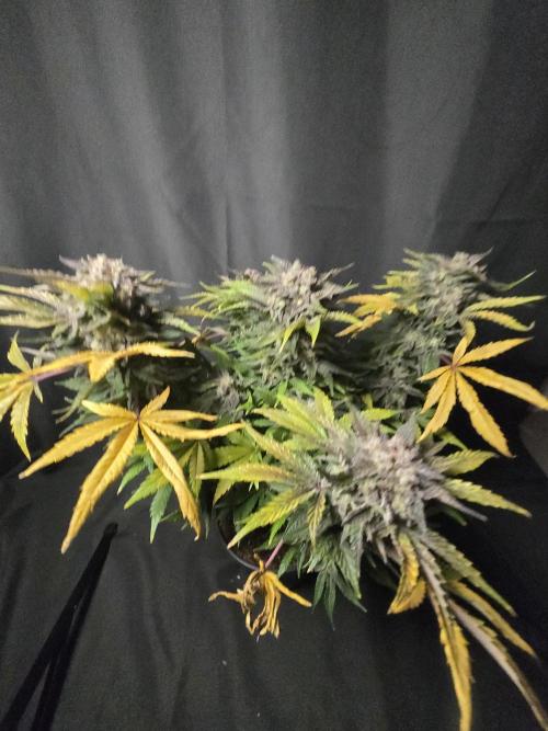 Air Kush by Adonhusa Genetics. Week 14