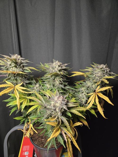 Air Kush by Adonhusa Genetics. Week 14