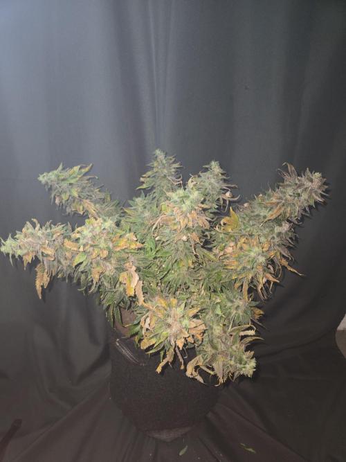 🍋Lemon Mandarine🍊. Week 23