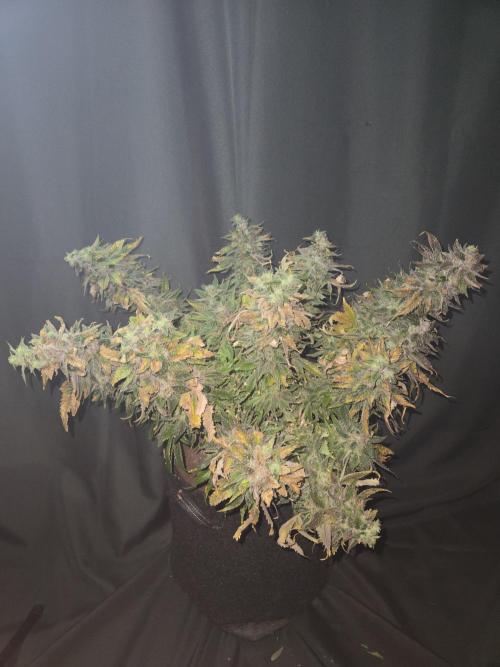 🍋Lemon Mandarine🍊. Week 23