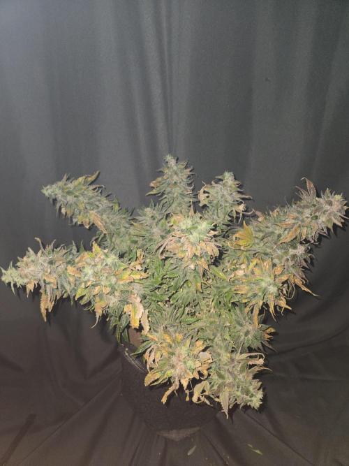 🍋Lemon Mandarine🍊. Week 23