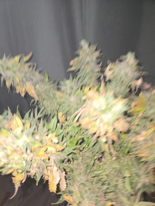 🍋Lemon Mandarine🍊. Week 23