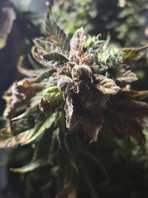 🍋Lemon Mandarine🍊. Week 23