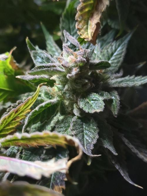 🍋Lemon Mandarine🍊. Week 23