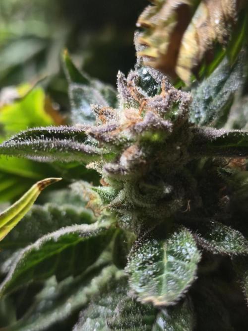 🍋Lemon Mandarine🍊. Week 23