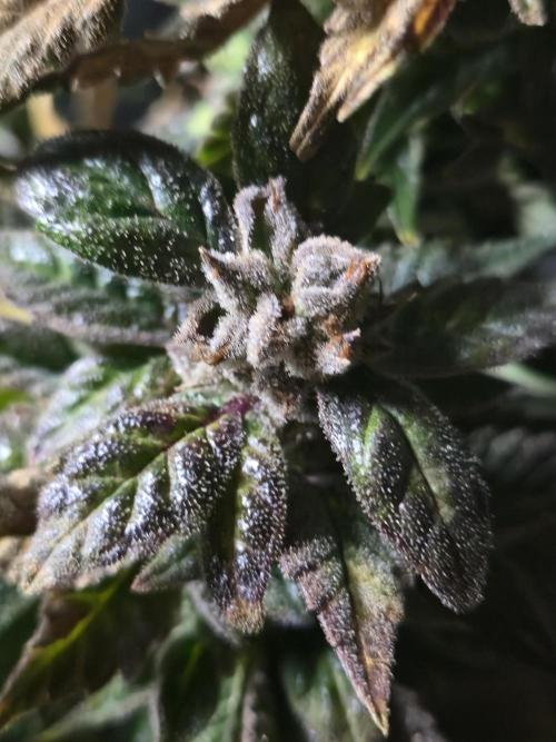 🍋Lemon Mandarine🍊. Week 23