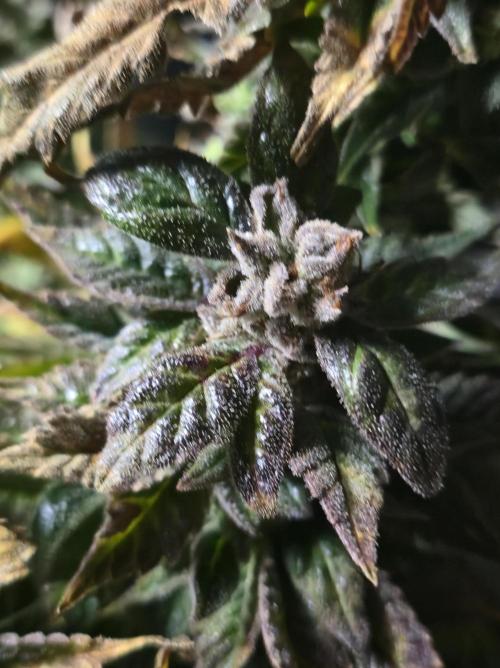 🍋Lemon Mandarine🍊. Week 23