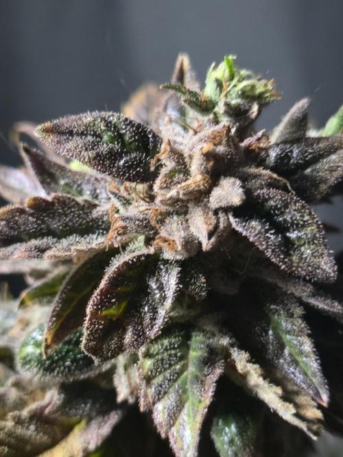 🍋Lemon Mandarine🍊. Week 23