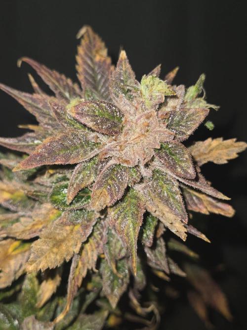 🍋Lemon Mandarine🍊. Week 23