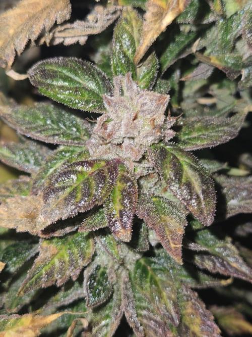 🍋Lemon Mandarine🍊. Week 23