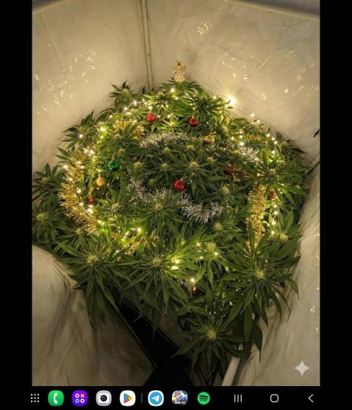 Moby Dick by FastBuds Seeds. Week 8