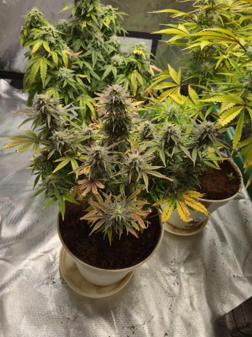 🐺Animal Mints 🚀Community Grow🚀. Week 11