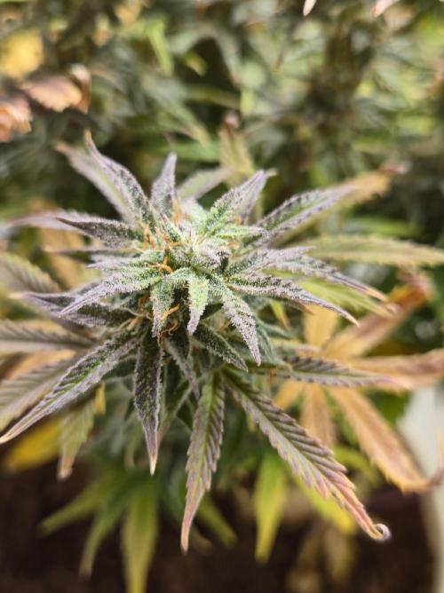 🐺Animal Mints 🚀Community Grow🚀. Week 11