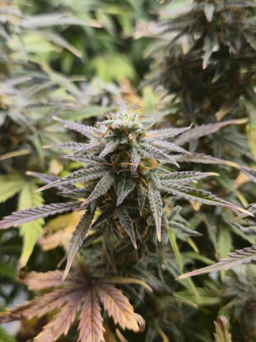 🐺Animal Mints 🚀Community Grow🚀. Week 11