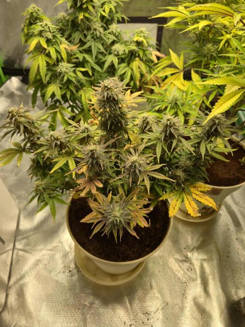 🐺Animal Mints 🚀Community Grow🚀. Week 11