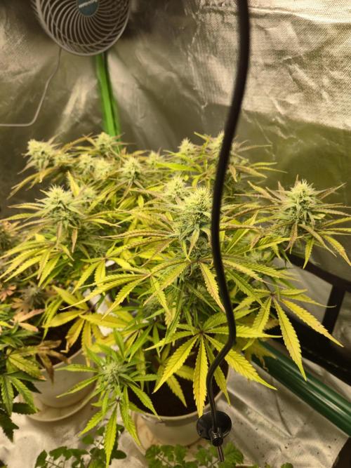 Permanent Jealousy XL Auto. Week 9