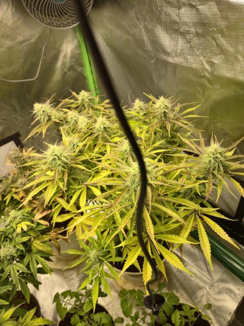 Permanent Jealousy XL Auto. Week 9