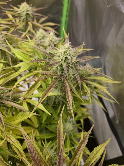 Permanent Jealousy XL Auto. Week 9