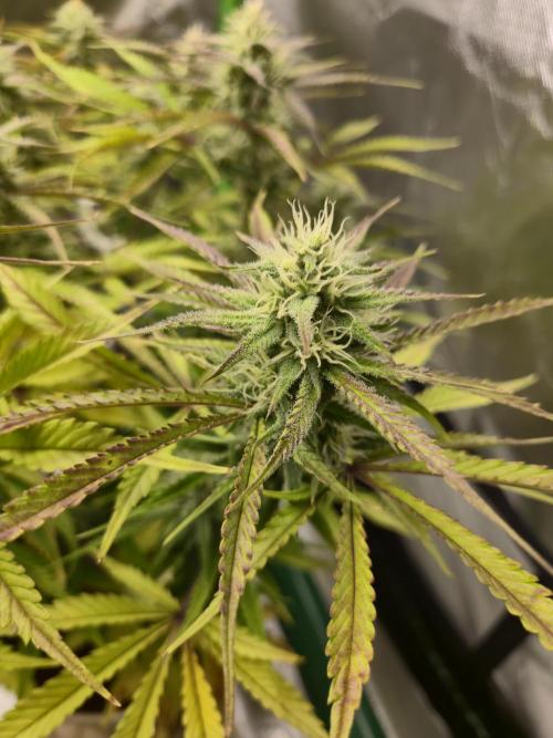 Permanent Jealousy XL Auto. Week 9