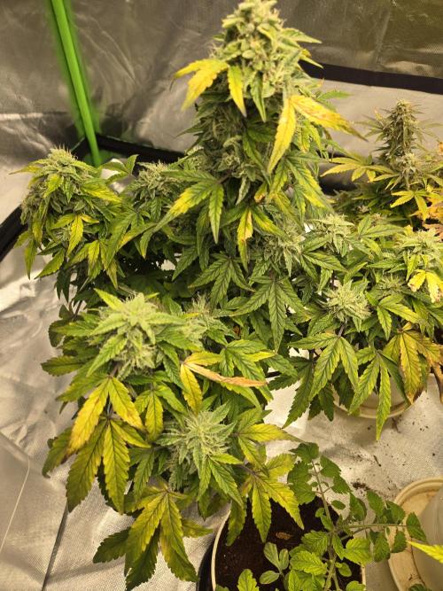 🍋 Super Lemon Haze × 🌌 RS11. Week 13