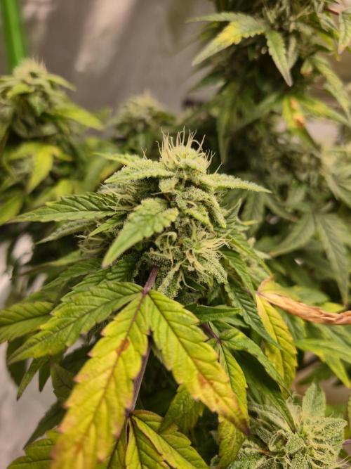 🍋 Super Lemon Haze × 🌌 RS11. Week 13