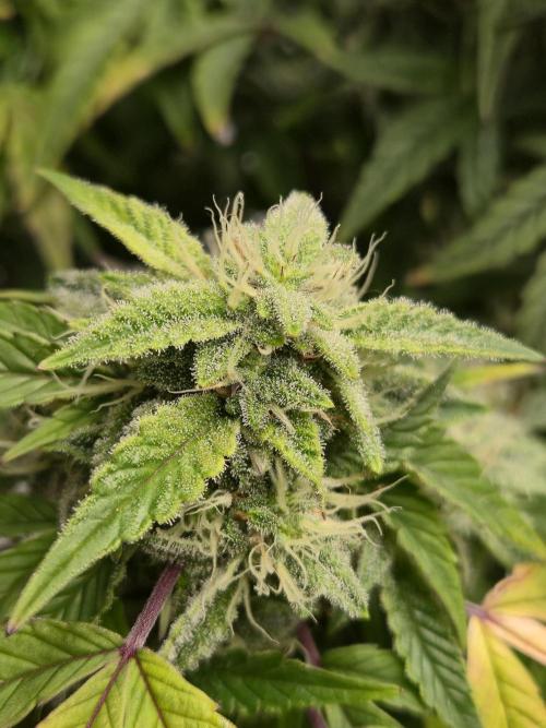 🍋 Super Lemon Haze × 🌌 RS11. Week 13