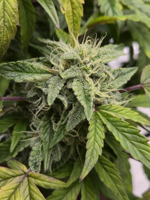 🍋 Super Lemon Haze × 🌌 RS11. Week 13