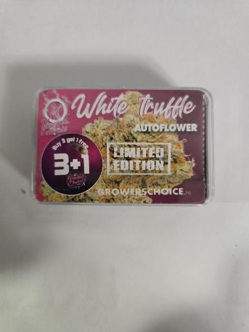 Bianca aka White Truffle. Week 0