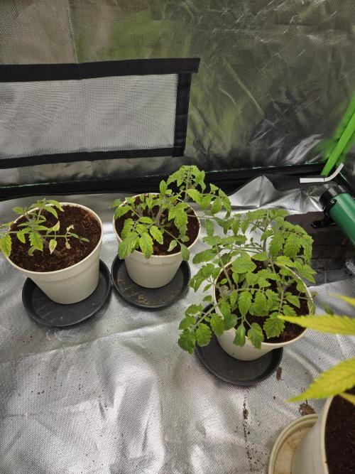 Kirsch Tomaten by Kiepenkerl. Week 4
