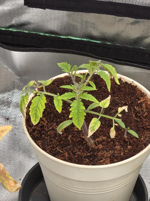 Kirsch Tomaten by Kiepenkerl. Week 4