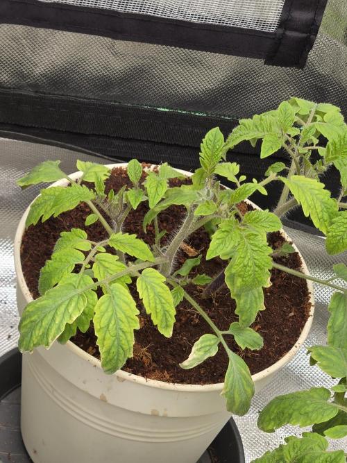 Kirsch Tomaten by Kiepenkerl. Week 4