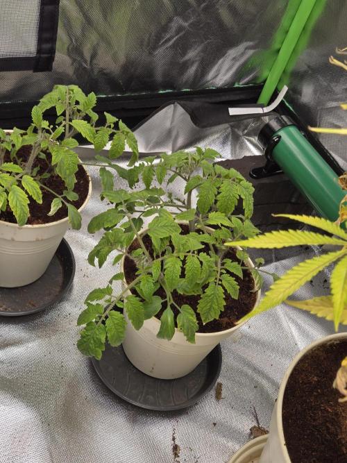 Kirsch Tomaten by Kiepenkerl. Week 4