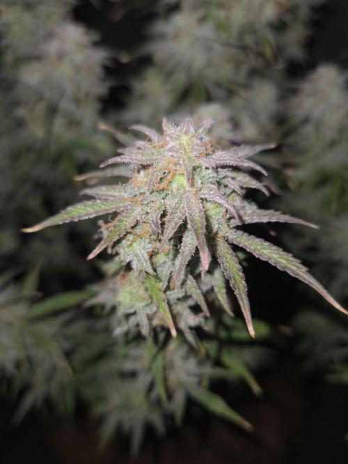 🐺Animal Mints 🚀Community Grow🚀. Week 12