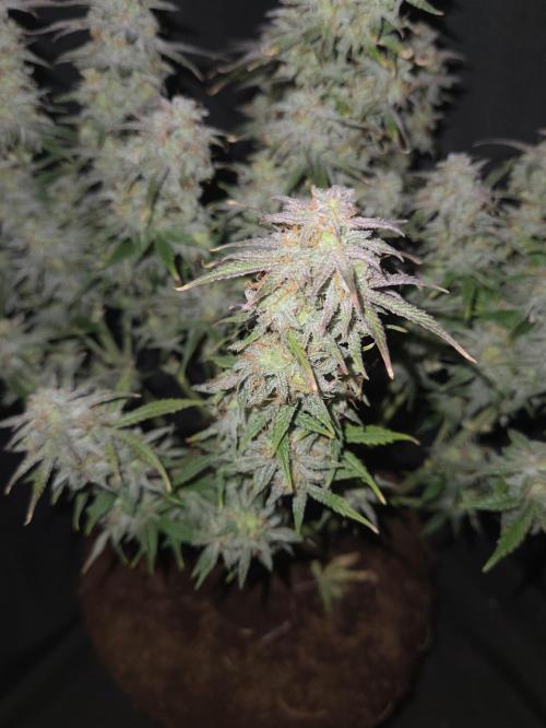 🐺Animal Mints 🚀Community Grow🚀. Week 12