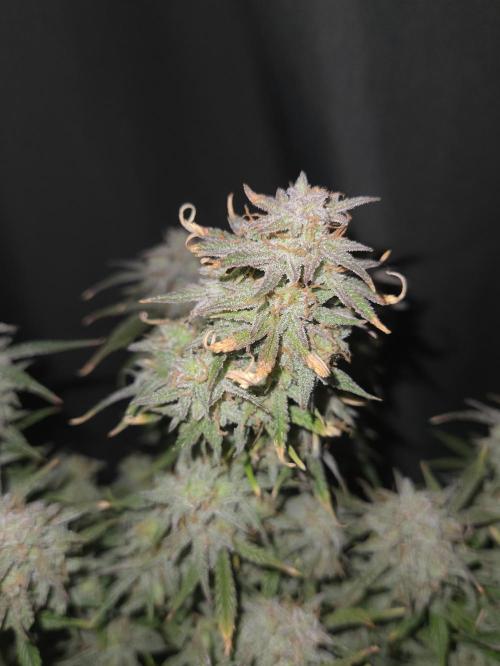 🐺Animal Mints 🚀Community Grow🚀. Week 12