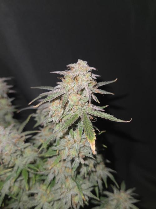 🐺Animal Mints 🚀Community Grow🚀. Week 12