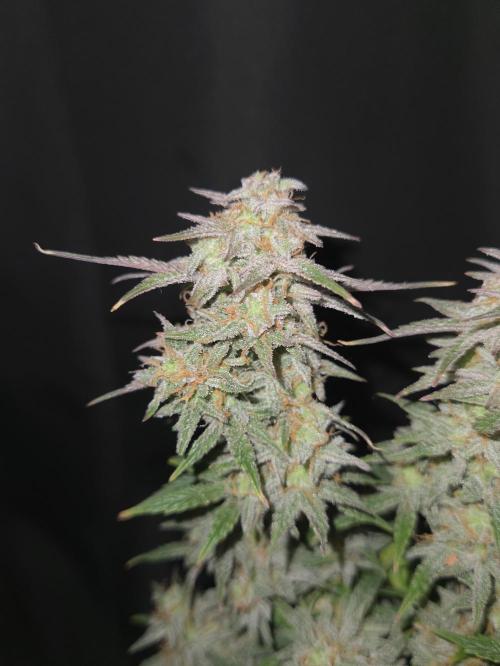 🐺Animal Mints 🚀Community Grow🚀. Week 12